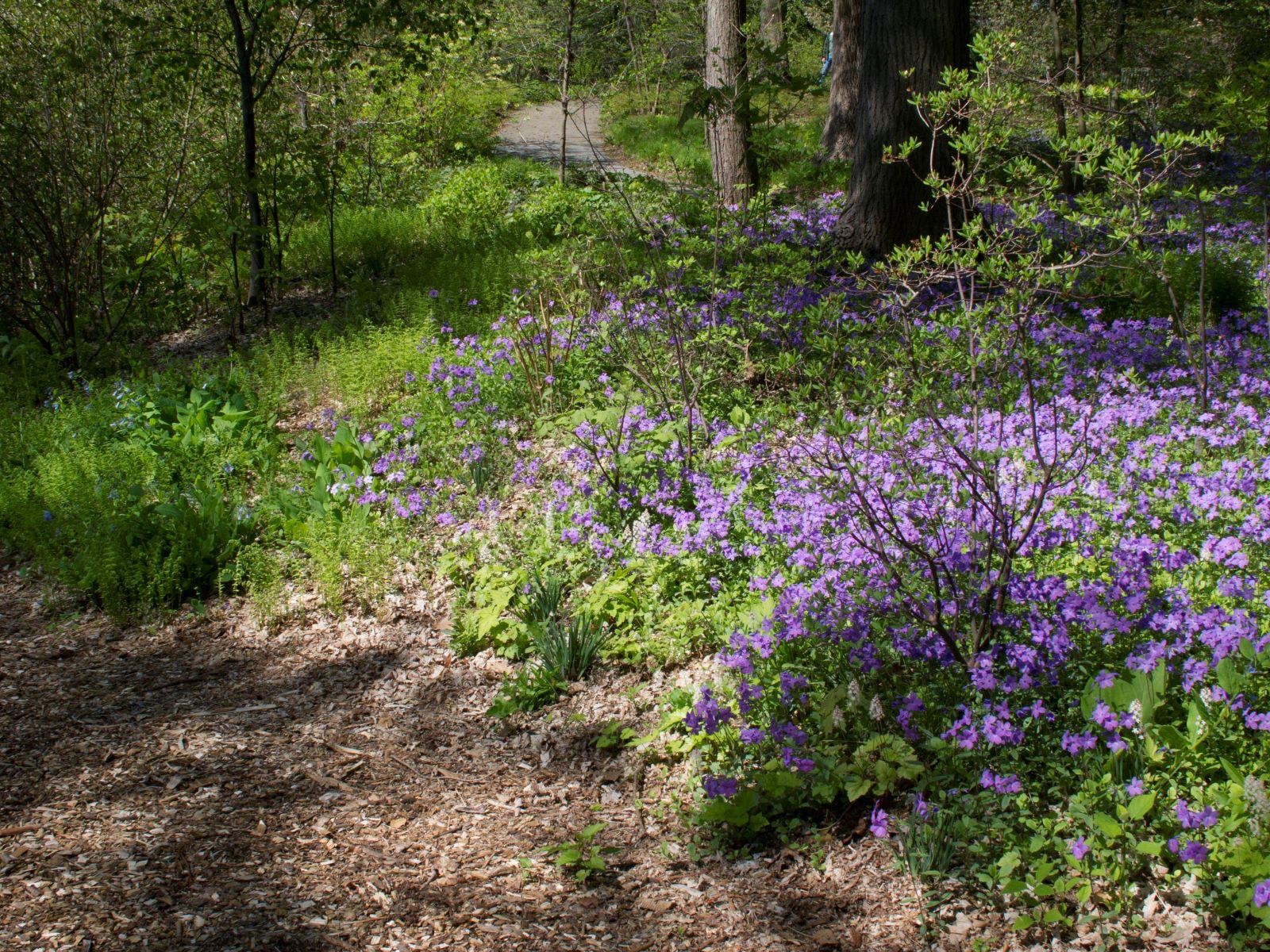 Dry Woodland